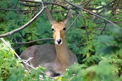 Südafrikanischer Bergriedbock