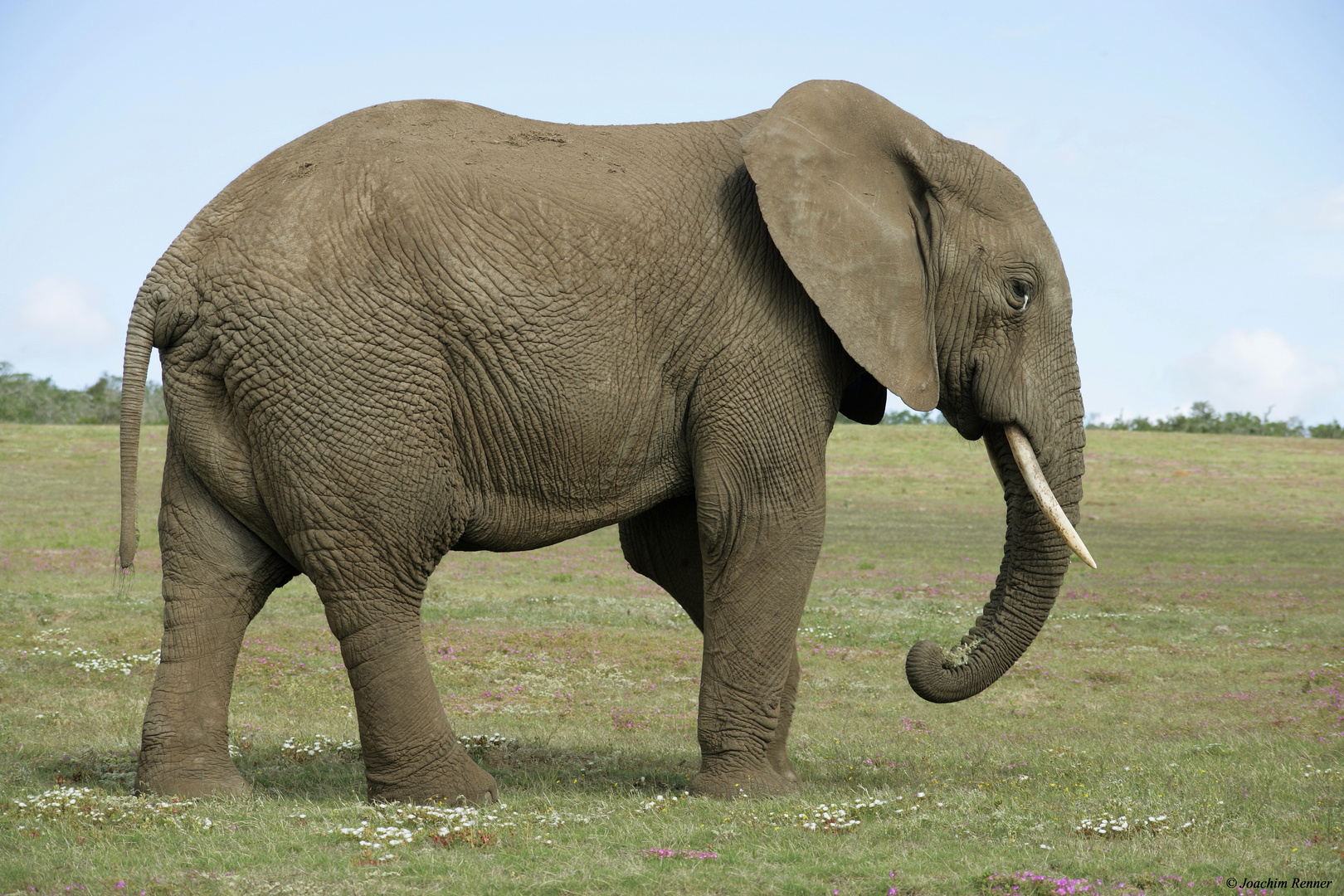 Südafrikanischer Elefant