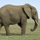 Südafrikanischer Elefant