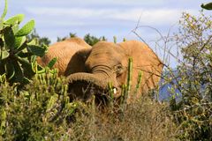 Südafrikanischer Elefant