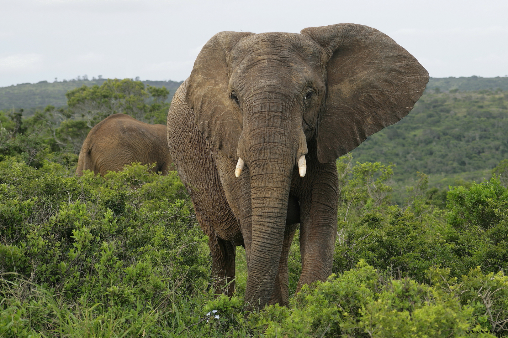 Südafrikanischer Elefant II