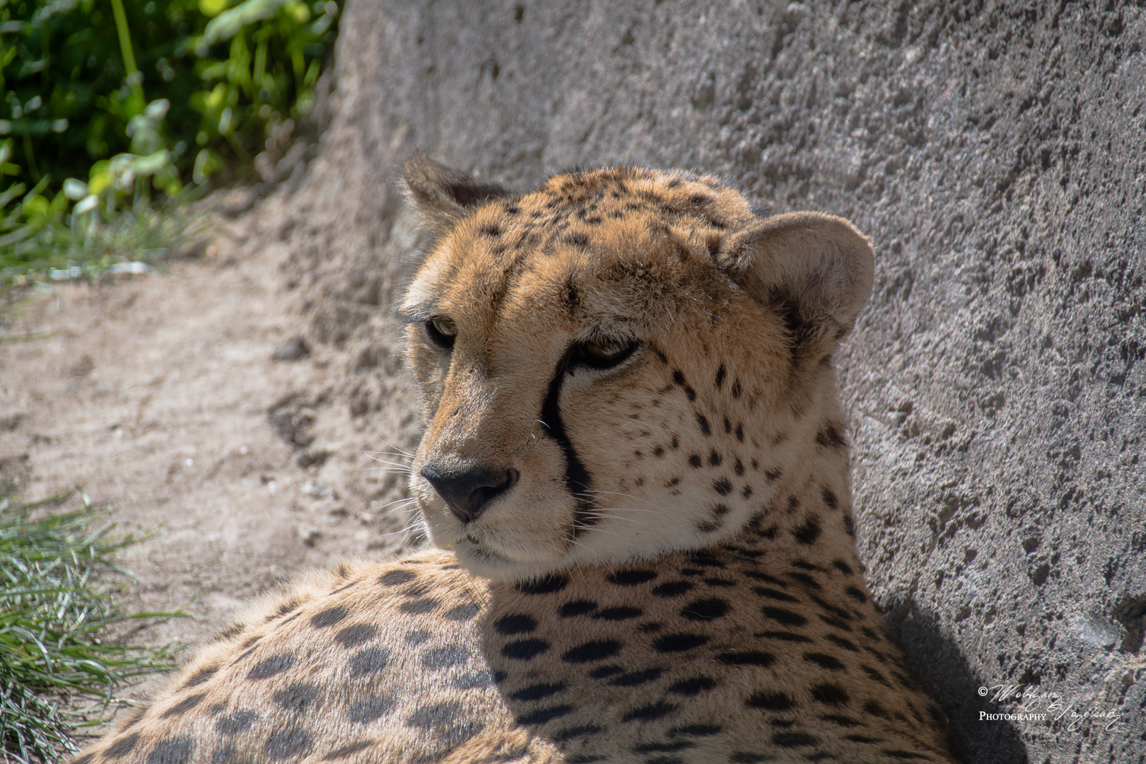 Südafrikanischer Gepard