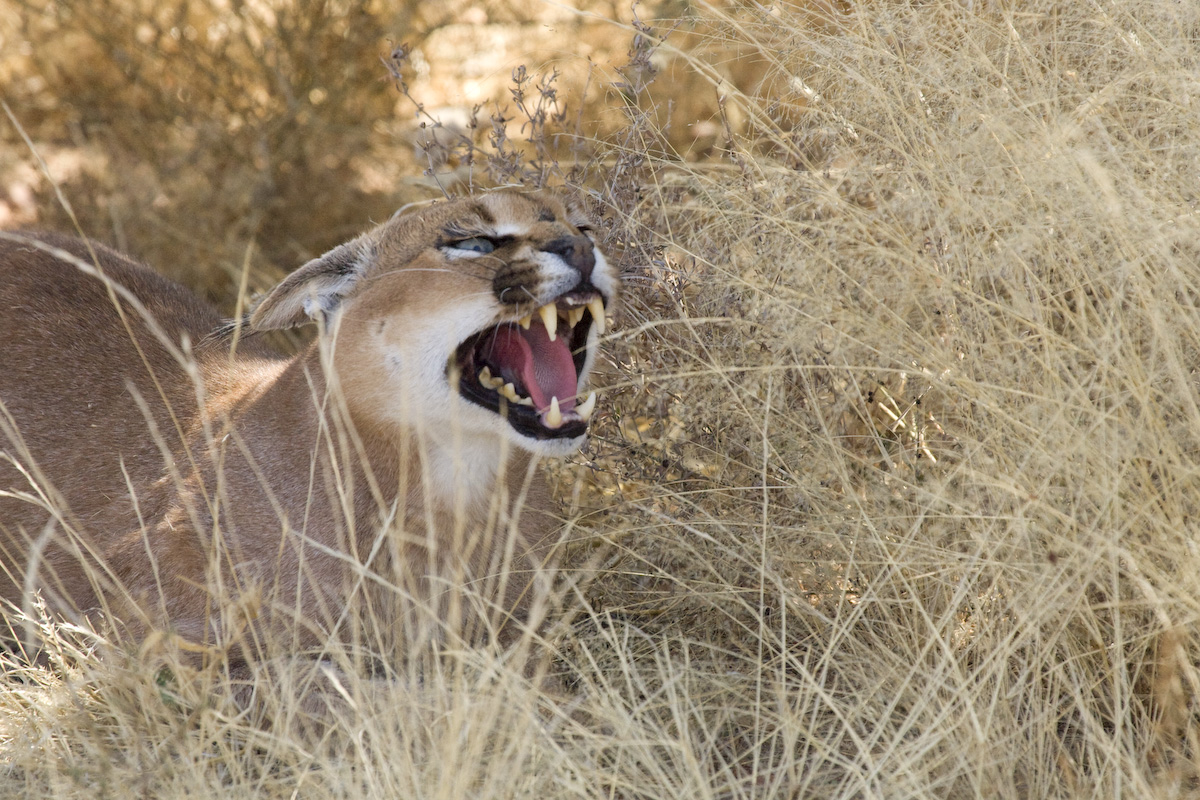 Südafrikanischer Karakal_Profelis caracal