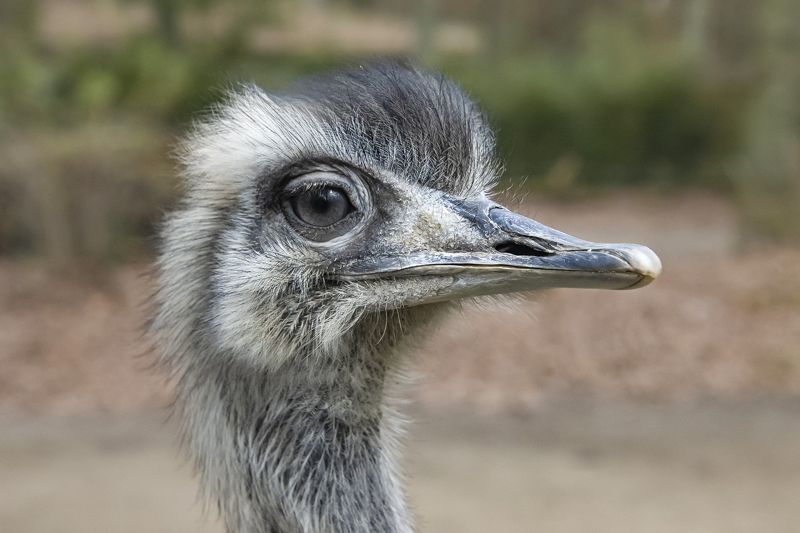 Südafrikanischer Nandu - Portrait @Zoo Rostock