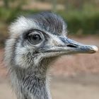 Südafrikanischer Nandu - Portrait @Zoo Rostock