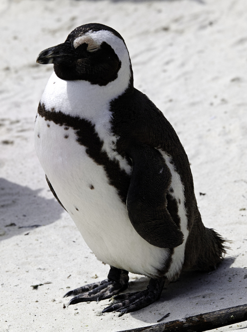 südafrikanischer Pinguin