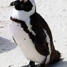 südafrikanischer Pinguin