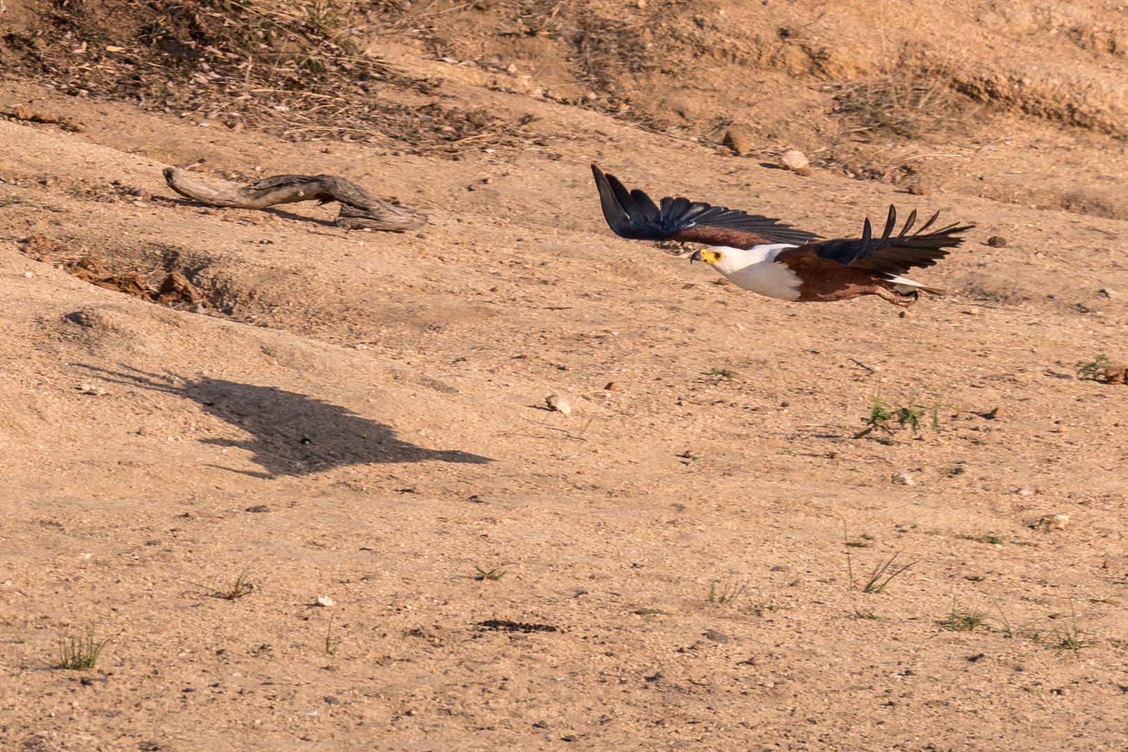 Südafrikanischer Schreiseeadler