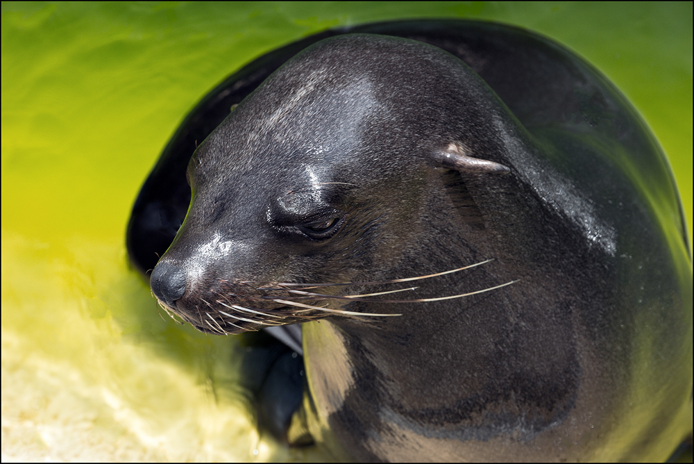 Südafrikanischer Seebär