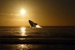 Südafrikanischer Sonnenuntergang