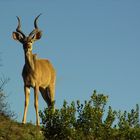 Südafrikanischer Springbock