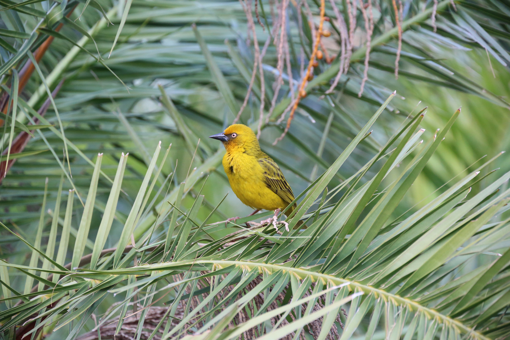 Südafrikanischer Webervogel