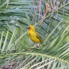 Südafrikanischer Webervogel