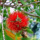 Südafrikanisches Mittwochsblumenblütchenfeuerwerk