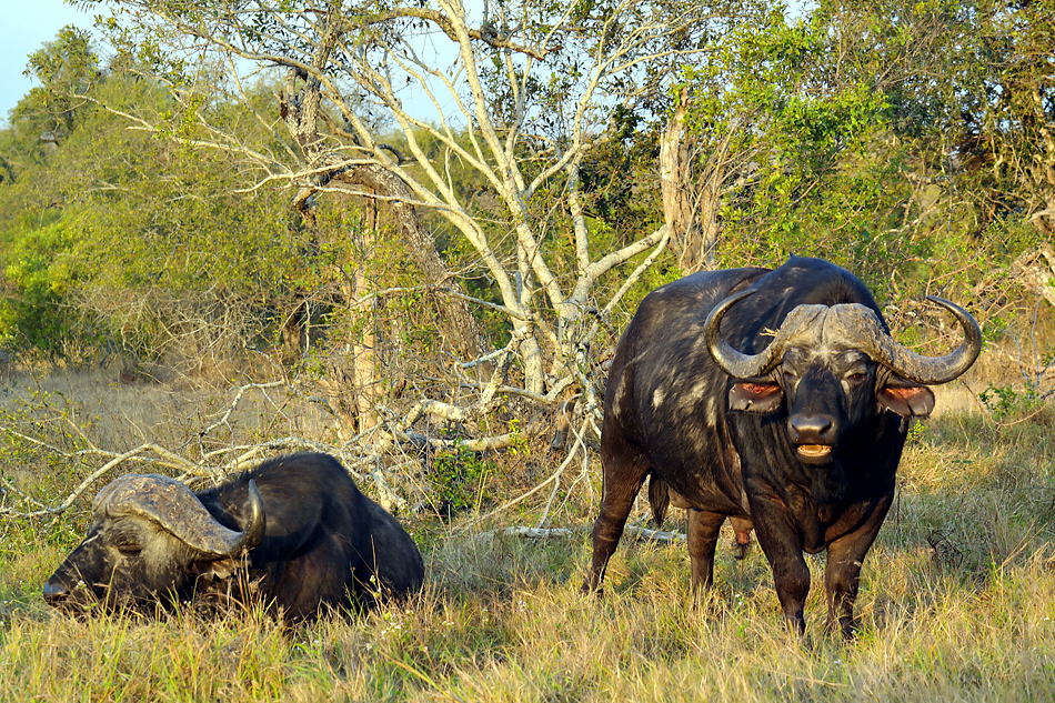 Südafrikas Tierwelt 2014 Büffel