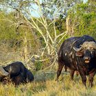 Südafrikas Tierwelt 2014 Büffel