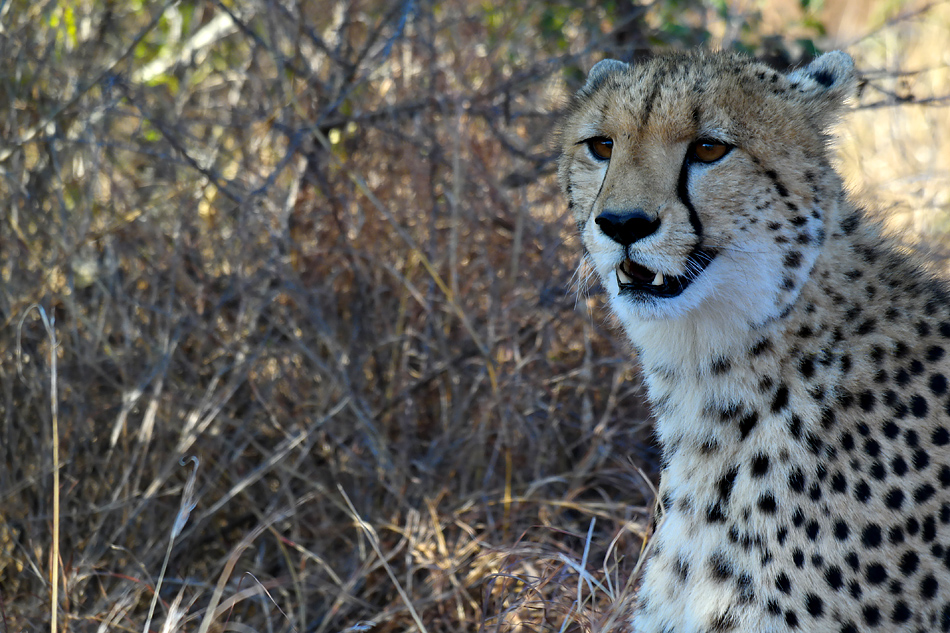 Südafrikas Tierwelt 2014 Ein Gepard schaut in den neuen Wintertag