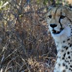 Südafrikas Tierwelt 2014 Ein Gepard schaut in den neuen Wintertag