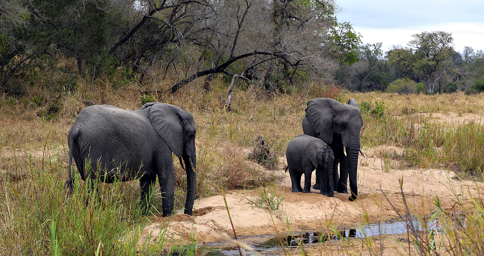 Südafrikas Tierwelt 2014 Elefantenbegegnung