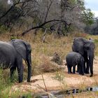 Südafrikas Tierwelt 2014 Elefantenbegegnung