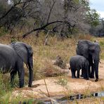 Südafrikas Tierwelt 2014 Elefantenbegegnung