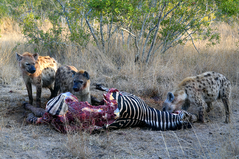 Südafrikas Tierwelt 2014 Hyänen beim Zebra Frühstück