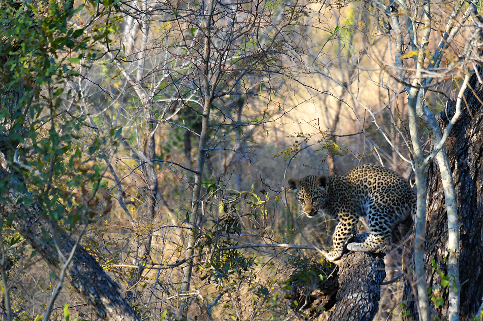 Südafrikas Tierwelt 2014 Junger Leopard