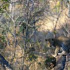 Südafrikas Tierwelt 2014 Junger Leopard