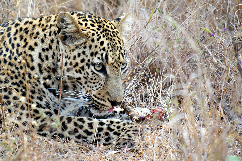 Südafrikas Tierwelt 2014 Leopard