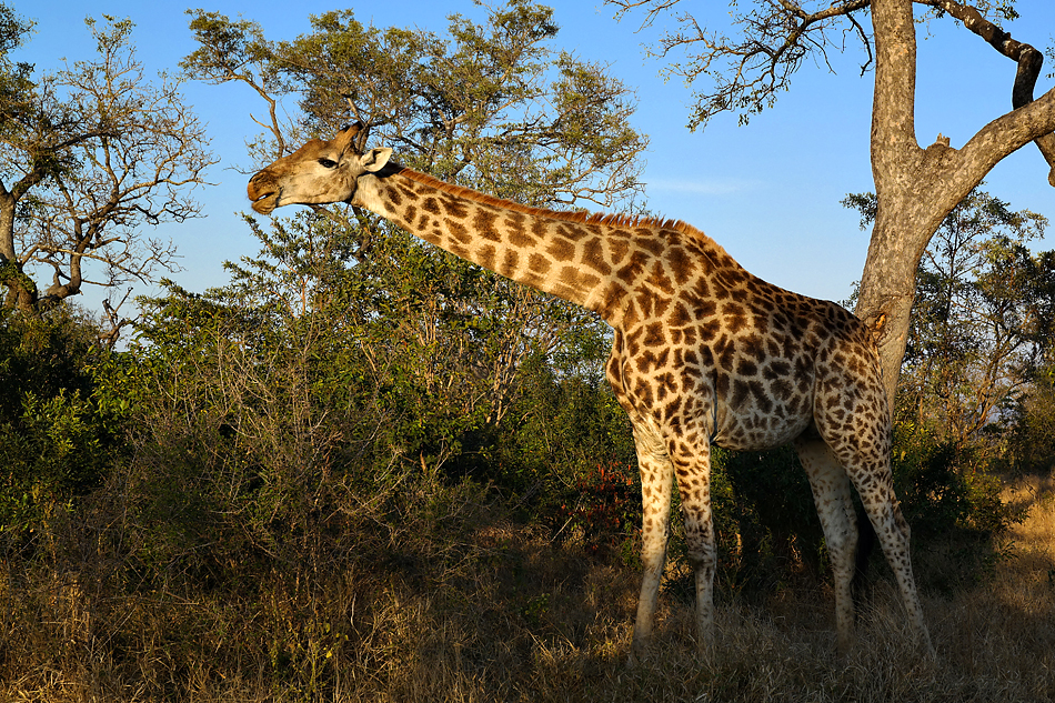 Südafrikas Tierwelt 2014 Top Licht bei der Giraffe