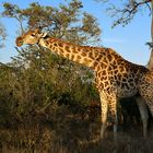 Südafrikas Tierwelt 2014 Top Licht bei der Giraffe