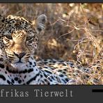 Südafrikas Tierwelt – Winterlicht auf dem Leopard und ein Fotografen Tipp……