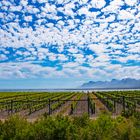 Südafrika_Weinstöcke