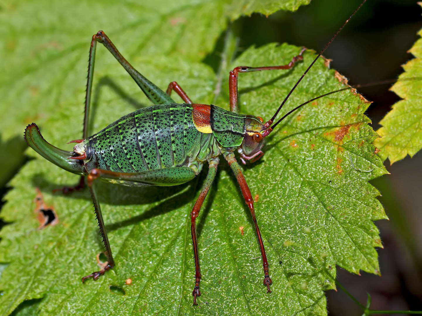 Südalpen-Säbelschrecke (Barbitistes obtusus alpinus) - Le Barbitiste empourpré.