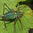 Südalpen-Säbelschrecke (Barbitistes obtusus alpinus) - Le Barbitiste empourpré.