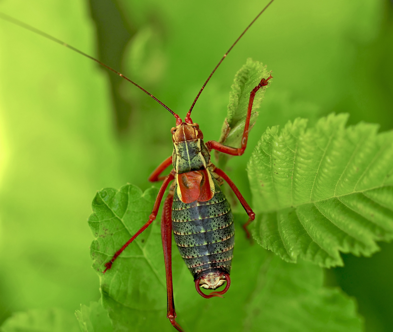 Südalpen-Säbelschrecke (Barbitistes obtusus) - Barbitiste empourpré. 