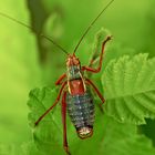 Südalpen-Säbelschrecke (Barbitistes obtusus) - Barbitiste empourpré. 