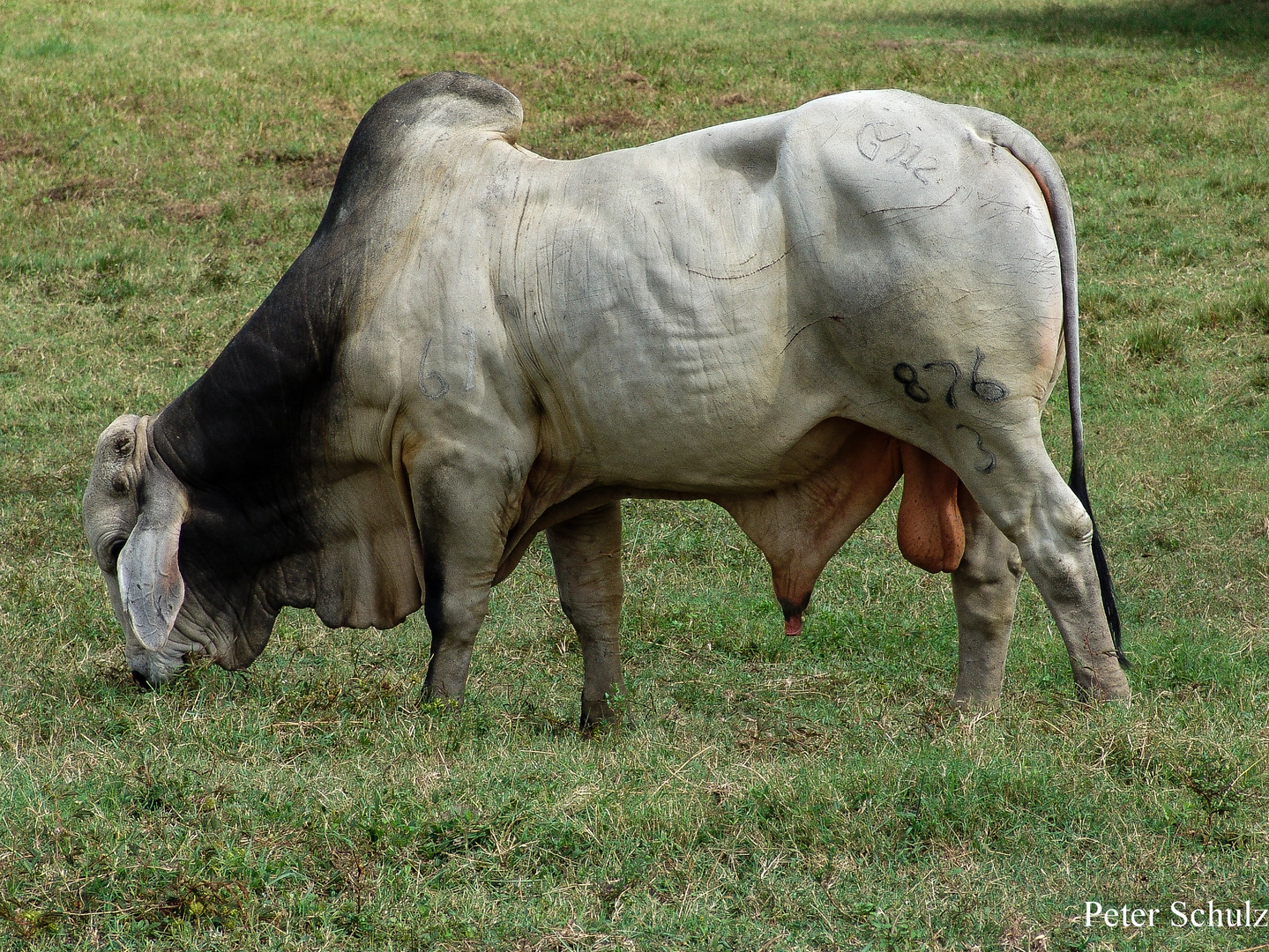 Südamerika