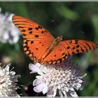 Südamerika Schmetterling