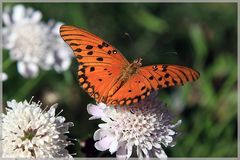 Südamerika Schmetterling