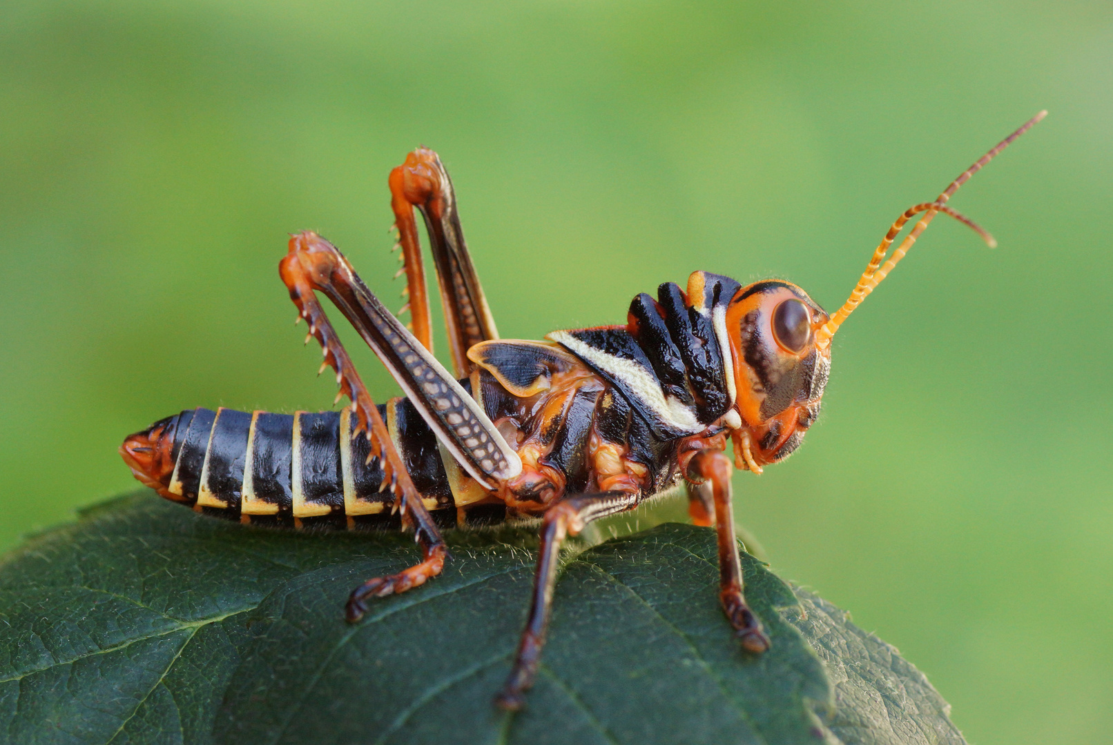 Südamerikanische Riesenheuschrecke ( Tropidacris collaris )