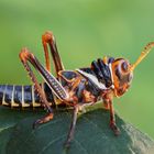 Südamerikanische Riesenheuschrecke ( Tropidacris collaris )