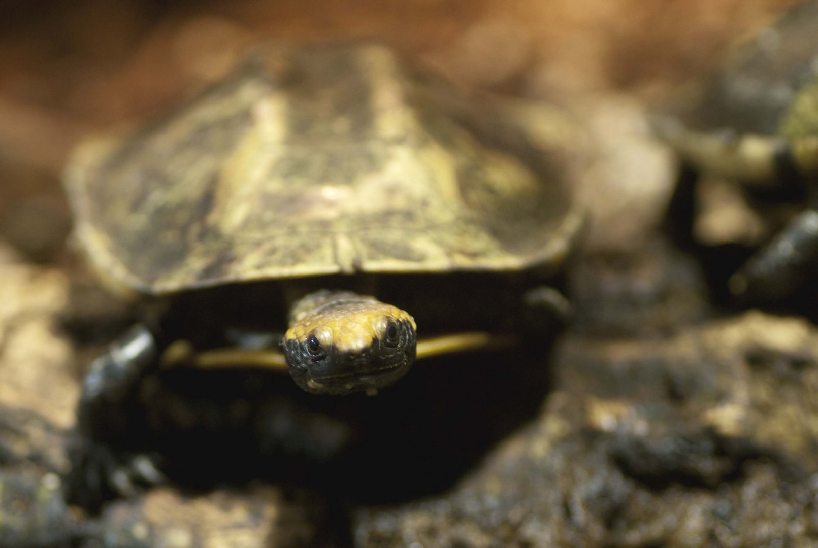 Südamerikanische Rotkopf-Plattschildkröte - eine selten fotografierte Schildkrötenart