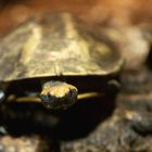 Südamerikanische Rotkopf-Plattschildkröte - eine selten fotografierte Schildkrötenart