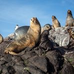 Südamerikanische Seelöwen-Familien-Klippe