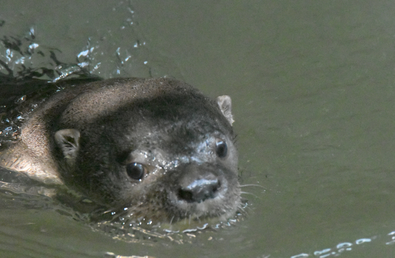 Südamerikanischer Fischotter