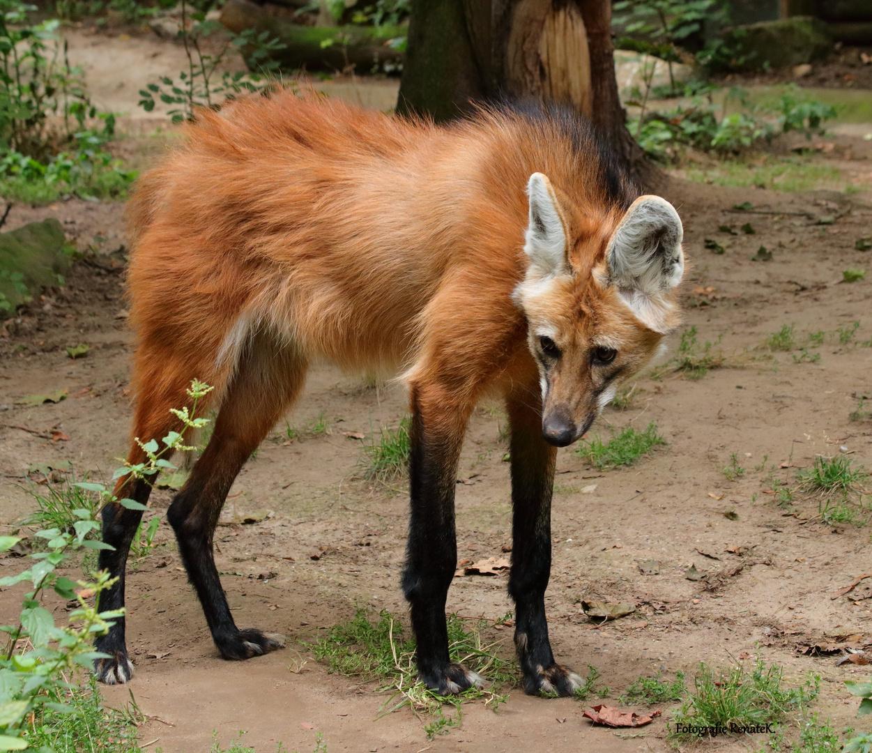 Südamerikanischer Mähnenwolf - Chrysocyon brachyurus