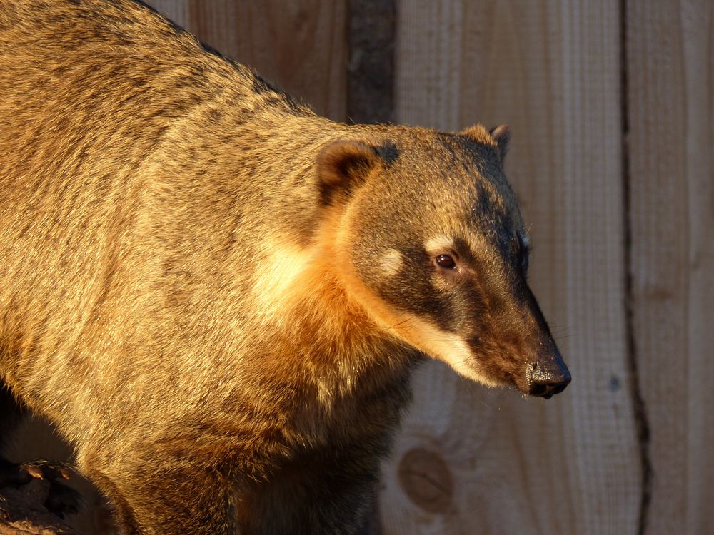 Südamerikanischer Nasenbär