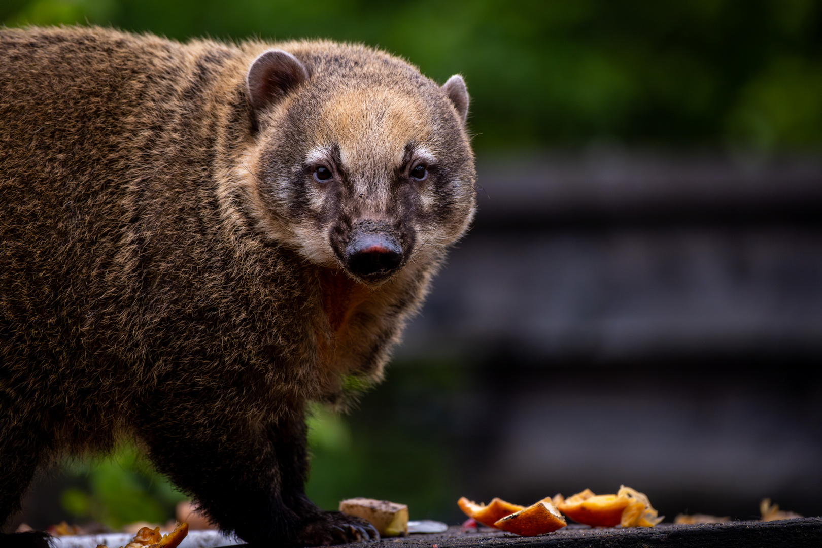 Südamerikanischer Nasenbär