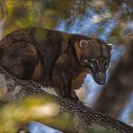 Südamerikanischer Nasenbär